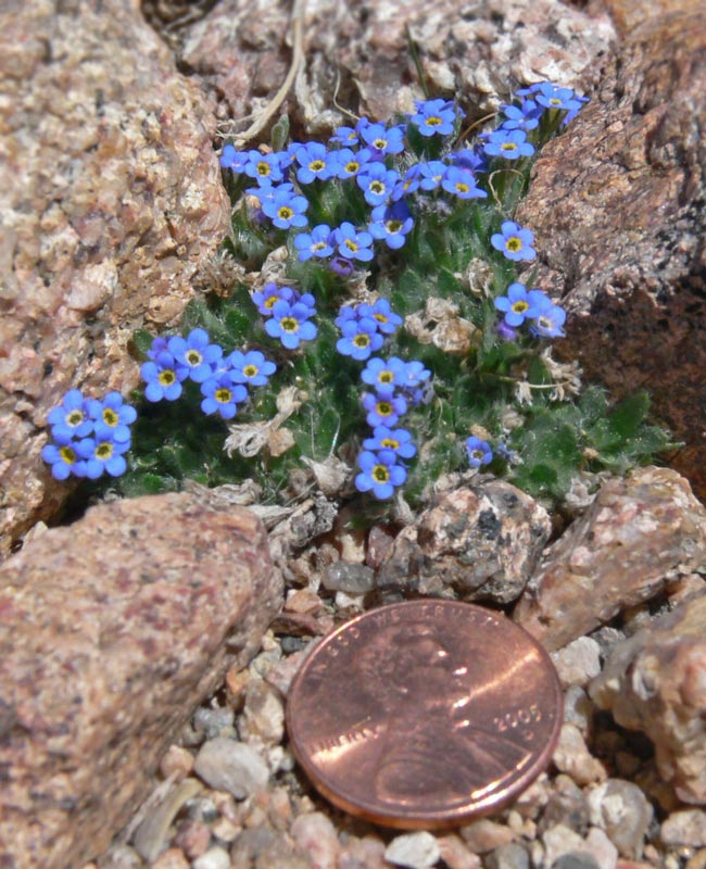 Alpine flowers 2