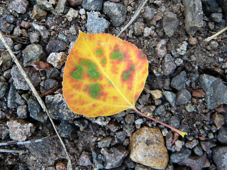 Aspen leaf