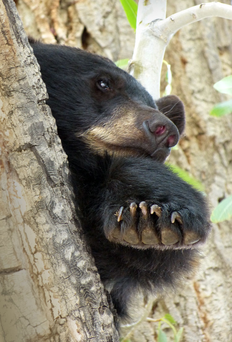 Bear cub in tree 1