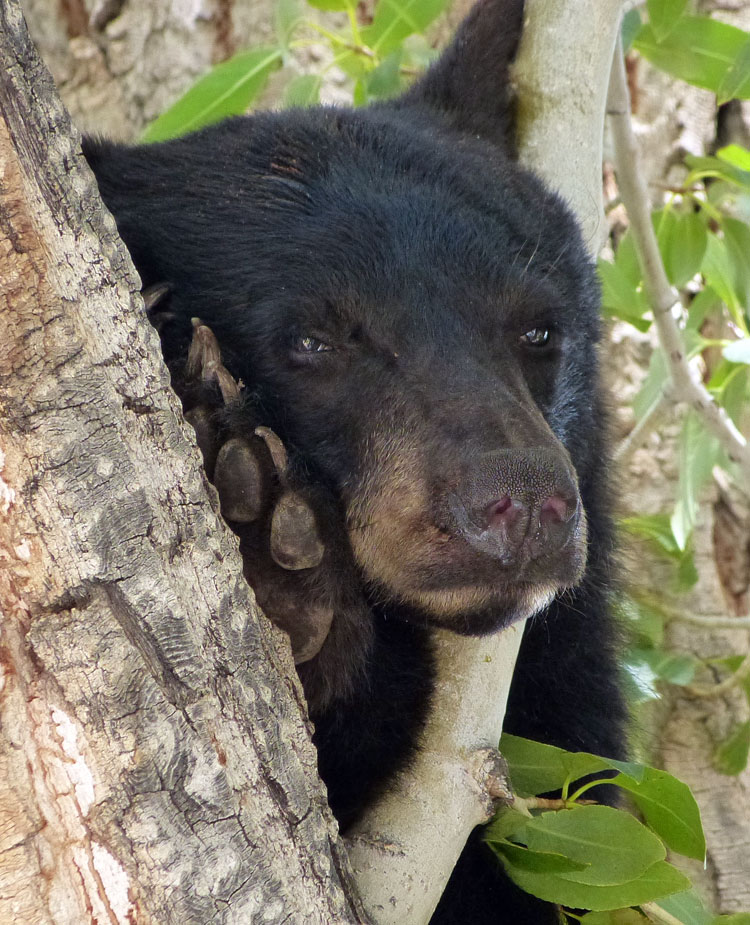 Bear cub in tree 2