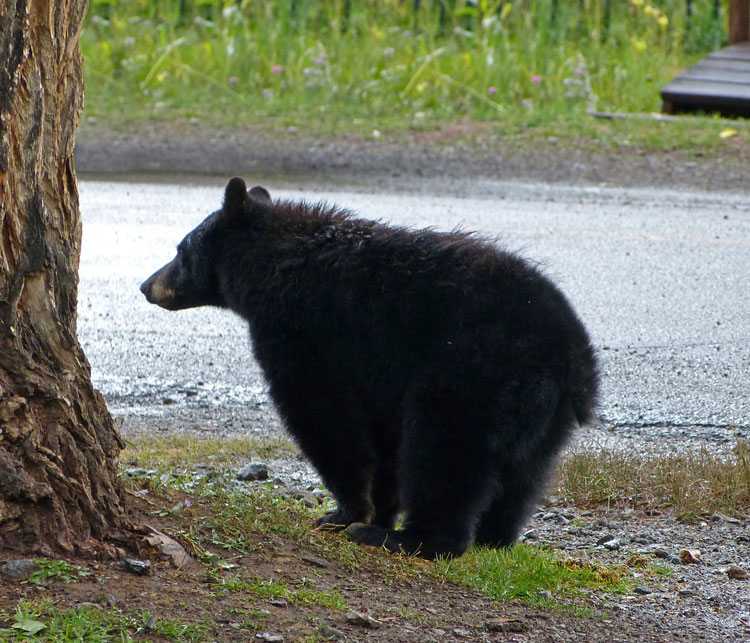 Bear cub on the ground