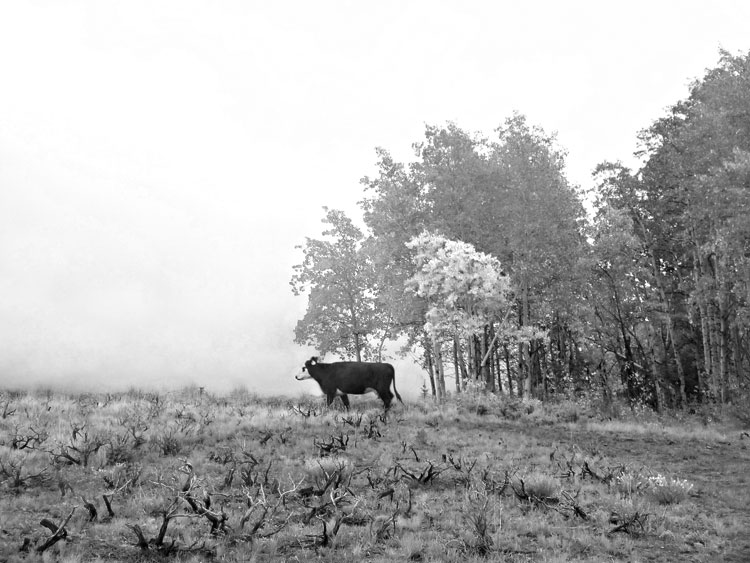 Cow in fog