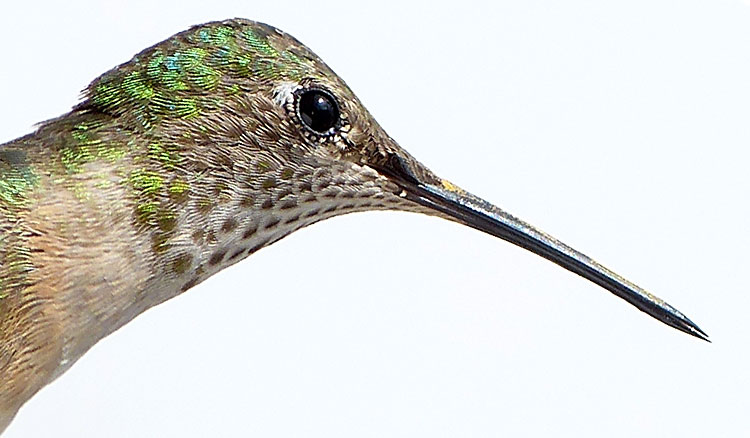 Hummingbird's head