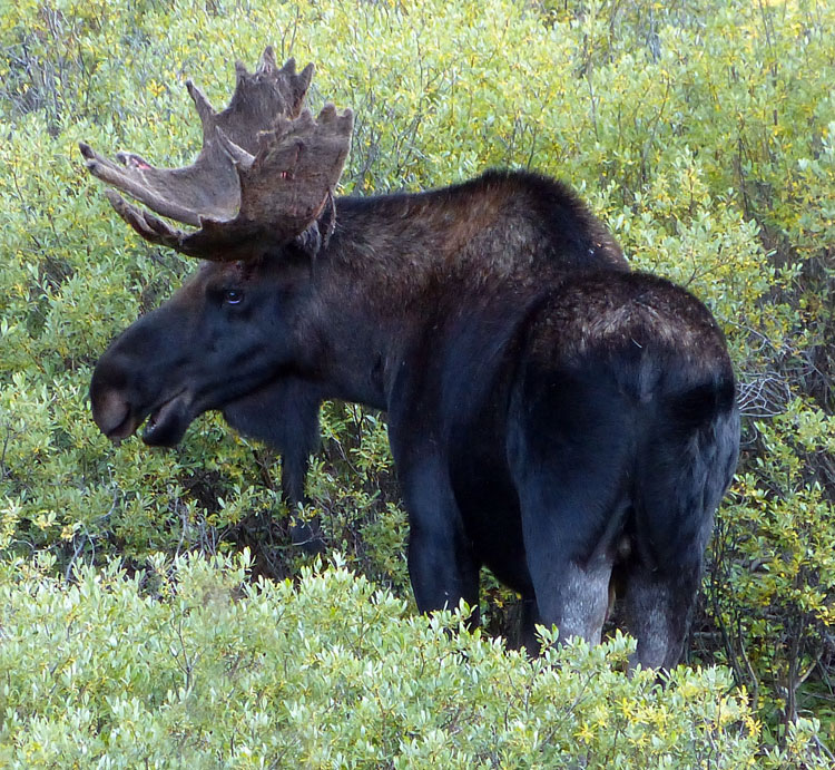 Moose male