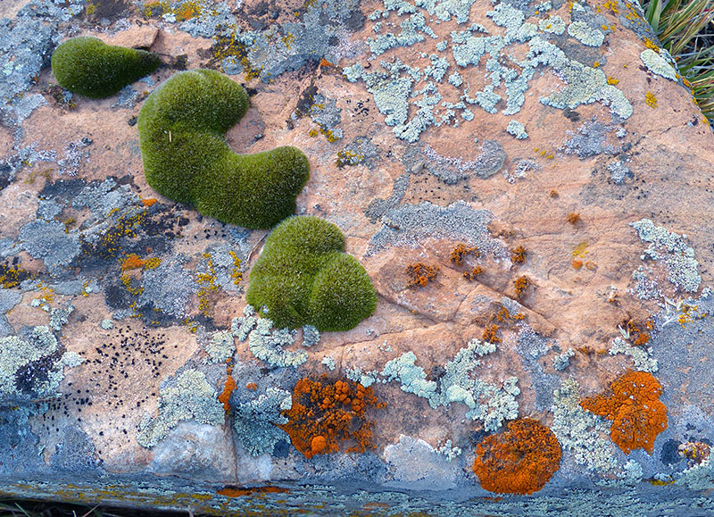 Lichens and mosses