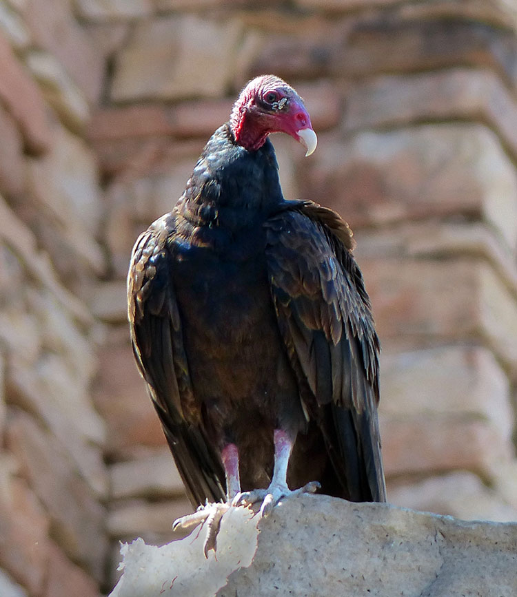 Turkey vulture perched