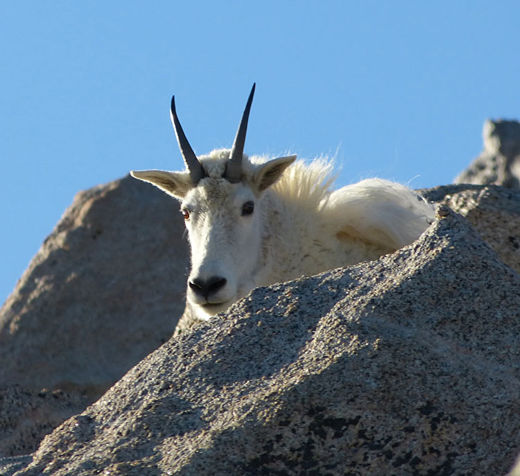 Goat lookout