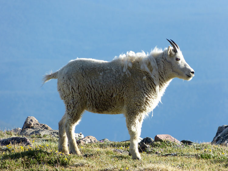 Juvenile goat