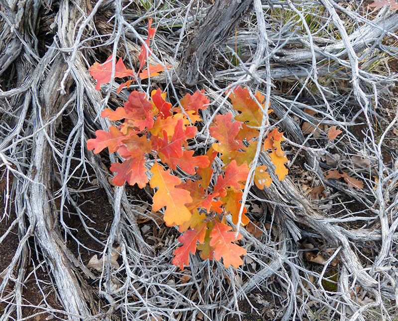 Oak leaves on dead wood